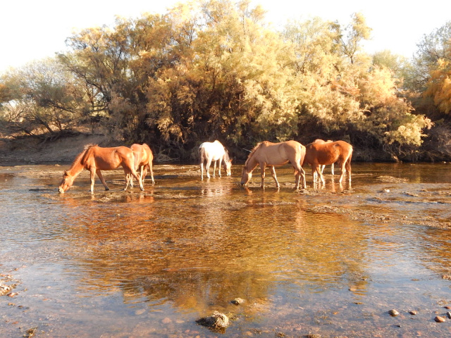 Wild Horses at Coons Bluff